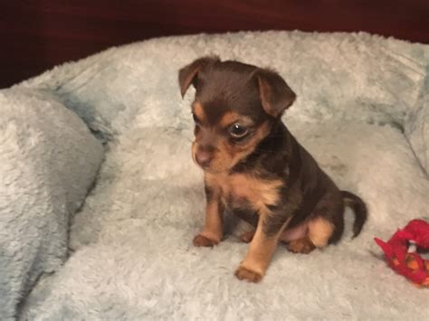 Russian Toy Terrier Puppies For Sale | San Antonio, TX #302590