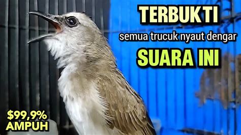 Trucukan Gacor Tarung Ropel Panjang Ini Terbukti Ampuh Buat Pancingan