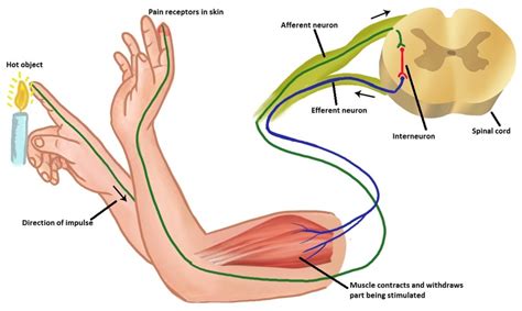 Interneuron Motor Neuron Sensory Neuron