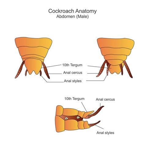 Cockroach anatomy, abdomen parts. Biological illustration. Labelled ...