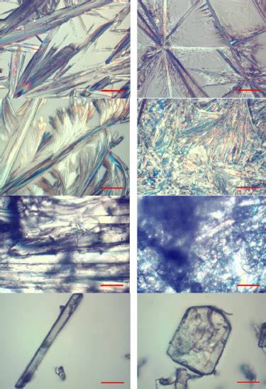 The Representative Microscope Images Of Salicylic Acid Sa And