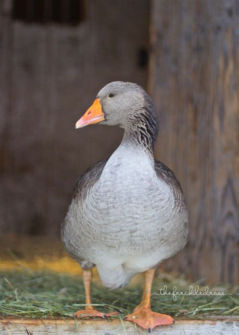 Raising Toulouse Geese Angie The Freckled Rose Geese Breeds Goose