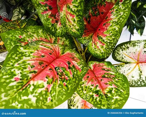 Caladium Bicolor Fancy Leaf Caladium Stock Photo Image Of Caladium