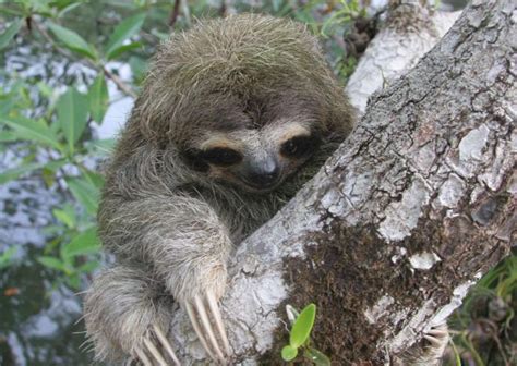 Pygmy Three-toed Sloth | Bradypus pygmaeus