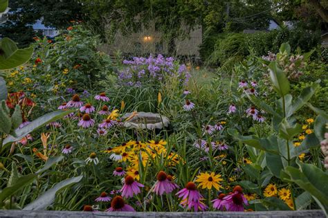 Companion Plants For Echinacea Learn What To Plant With Coneflowers