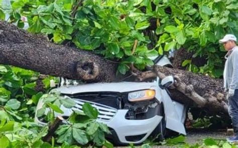 Proceso Do Frondoso Rbol Cae Sobre Veh Culo En La Zona