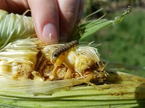 Corn Earworm Eggs