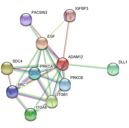 Adam Protein Overview Sino Biological