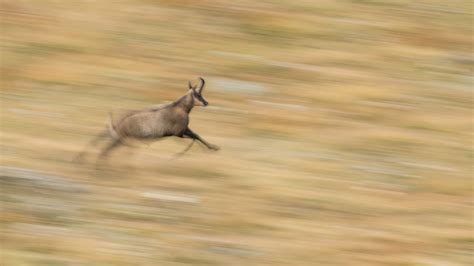 Gran Paradiso Wildlife / Tour Report September 2020