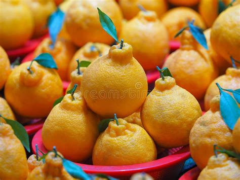 Two Hallabong Korean Orange With Green Leaves Stock Image Image Of