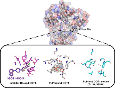 Biochemical Characterization And Structure Based Mutational Analysis