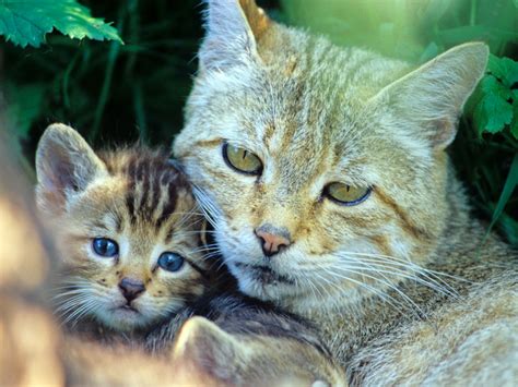 Heimliche Waldbewohner Europäische Wildkatzen in NRW Nationalpark