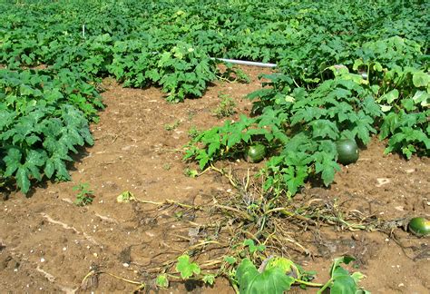 Fusarium Crown Rot And Fruit Rot Of Pumpkin Vegetable Pathology