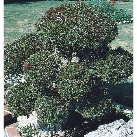 Globulus Eugenia Pom Screening Shrub In Pot With Soil L24100 At