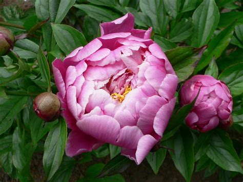 Paeonia List