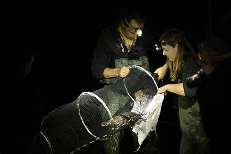 Platypus breeding triumph in NSW - Australian Geographic