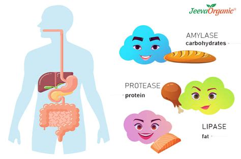 Everything You Need To Know About Pancreatic Enzymes Enzymes