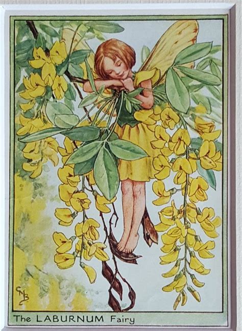 Laburnum Flower Tree Fairy Vintage Print Cicely Mary Barker Flower