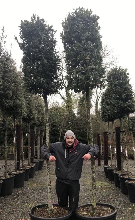 Laurus Nobilis / Bay Laurel Standard Tree – Cylindrical Head – Caragh