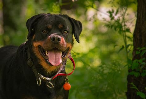 Rottweiler Dog Animal Free Photo On Pixabay Pixabay