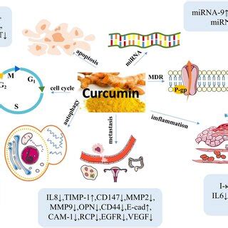 The Main Biological Effects Of Curcumin On OC And The Molecular Targets