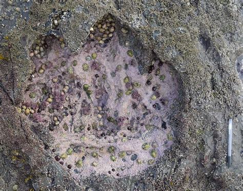 Epic 150 Million Year Old Dinosaur Footprints Have Been Found On The Isle Of Skye