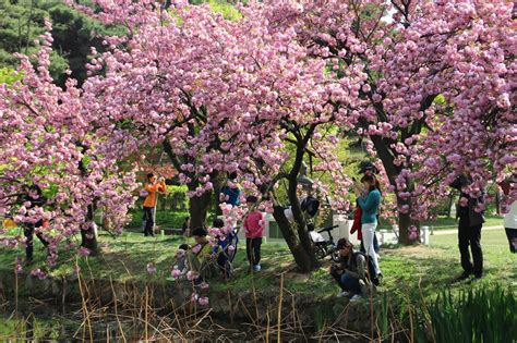 King Cherry Blossom Tunnel of Wolgok History Park With History Museum and Bamboo Forest Trail in ...