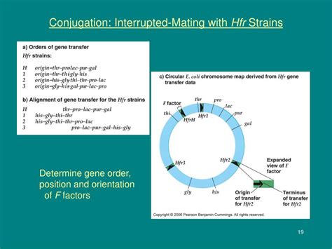 Ppt Genetic Information In Bacterial Cells Powerpoint Presentation Free Download Id1927835