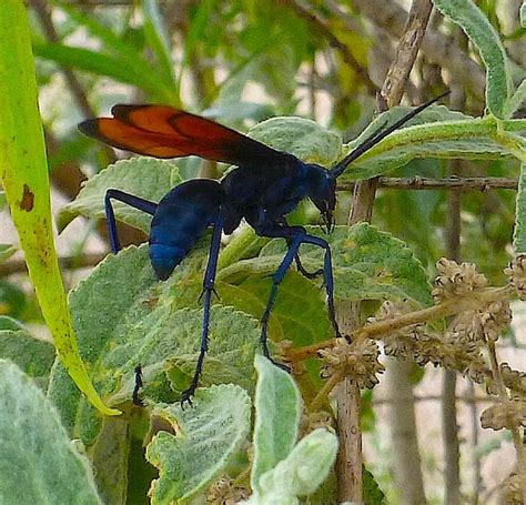 Giant Tarantula Hawk Wasp Project Noah