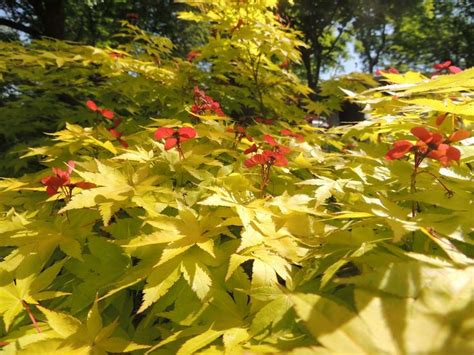 Acer Palmatum Summer Gold With Fab Yellow New Growth And Red Seed