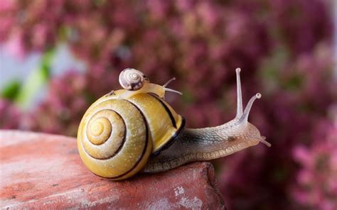 Macro photography snail Stock Photo free download