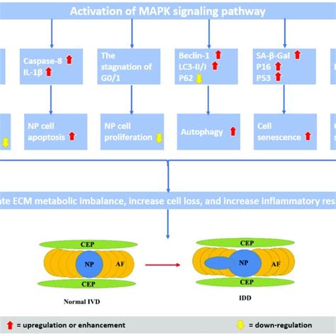 Effects Of Mitogen Activated Protein Kinaseextracellular Download