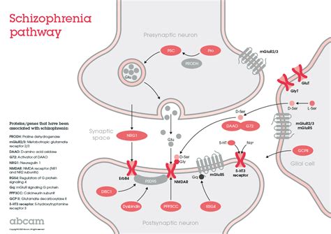 Schizophrenia Overview And Research Tools Abcam