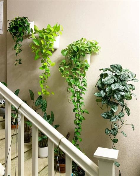 Indoor Plants Wall Hanging - Plants Photo