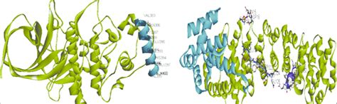 Structure Of The Glycogen Synthase Kinase Gsk Axin And T Cell