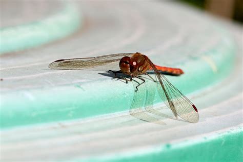 Sympetrum Striolatum Gro E Heidelibelle Gro E Heidelibel Flickr