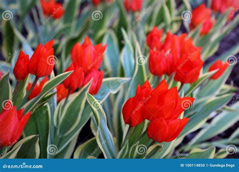 Spring flowers red tulips stock photo. Image of life - 100114850