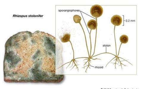 Rhizopus stolonifer: morphology and reproduction of black bread mold