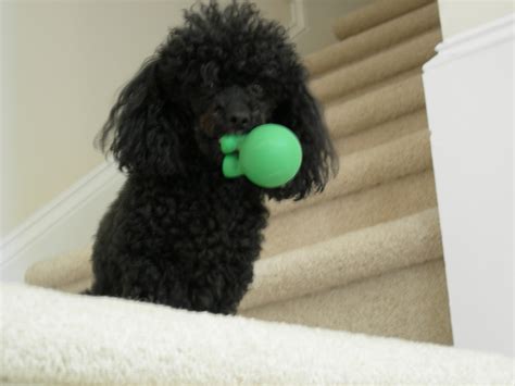 Latest Funny Pictures: Black Poodle Dogs