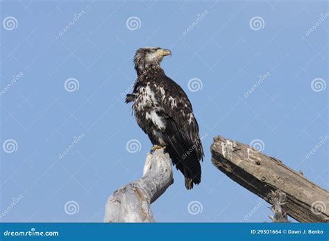 Bald Eagle stock photo. Image of nature, outdoors, predatory - 29501664