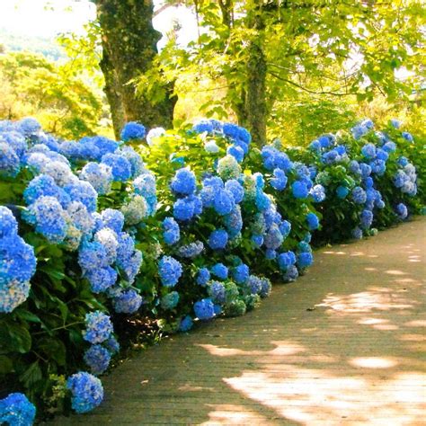 Nikko Blue Hydrangeas For Sale