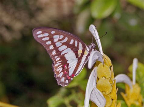 Subspecies Graphium Eurypylus Mecisteus INaturalist United Kingdom