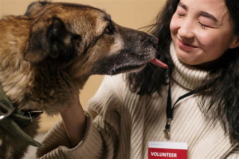 Volunteering At An Animal Shelter