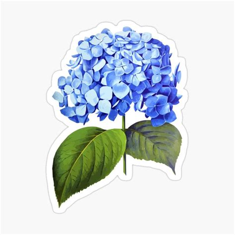 Blue Hydrangea Sticker For Sale By Floralsharry Blue Hydrangea