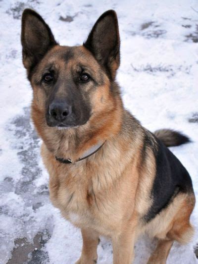 German Shepherd Medium Hair - Different Types Of Short Haired German Shepherds Pethelpful ...