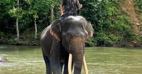 CRU Sampoiniet Pusat Wisata Alam Bersama Gajah Jinak Di Aceh Jaya