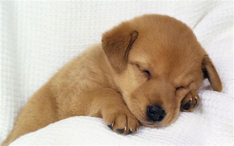 Sleeping Dog Wallpaper 2560x1600 6604