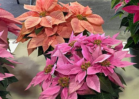 Wide-ranging poinsettia colors can match holiday decorations - The Panolian | The Panolian