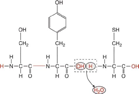 A Peptide Bond Is Formed Between Two Amino Acids By The Carboxyl Group Download Scientific