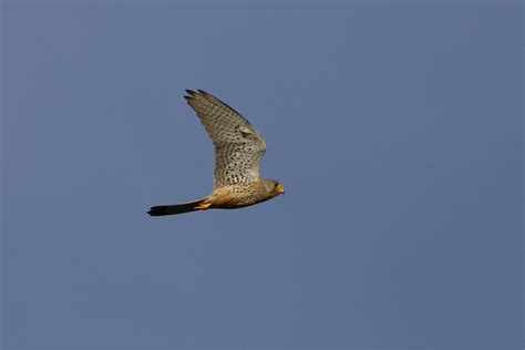 Peneireiro Vulgar Falco Tinnunculus Common Kestrel Flickr